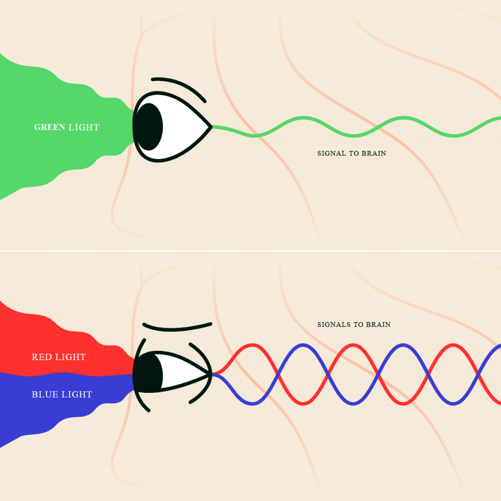 The reaction of the retina (in the eye) and cortex (in the brain) in response to each color of light