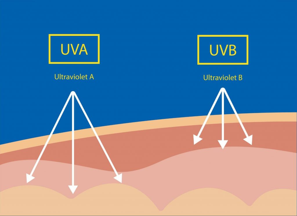 The ability of UVA and UVB rays to penetrate the skin