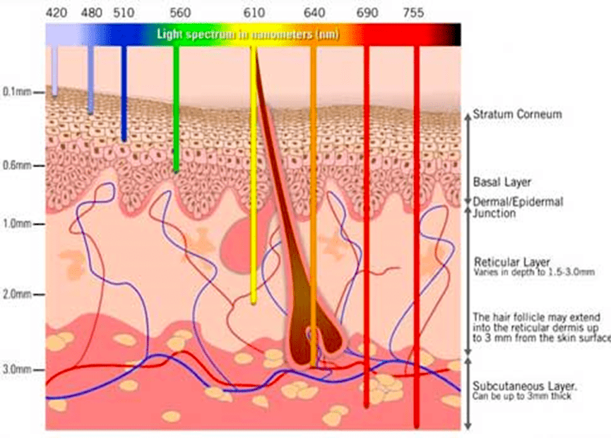 Light penetration, indicating the depth to which the wavelengths penetrate the skin