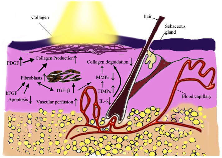 Mechanism of action of LLLT on skin rejuvenation