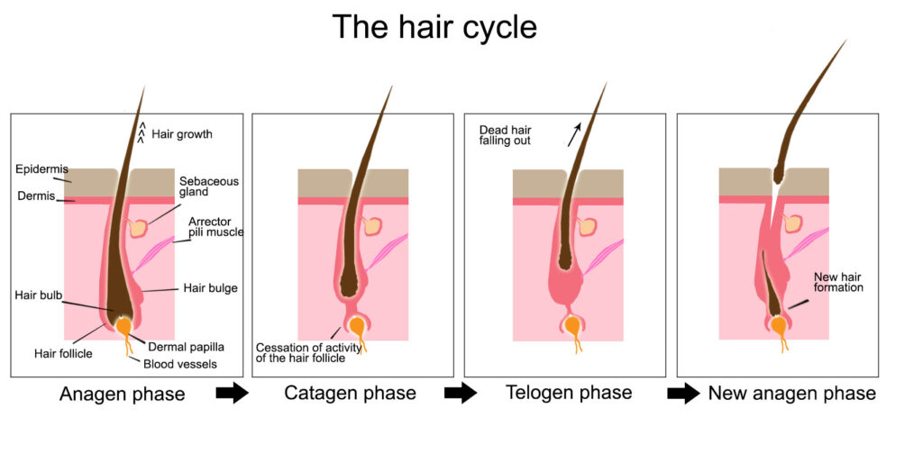 The hair cycle