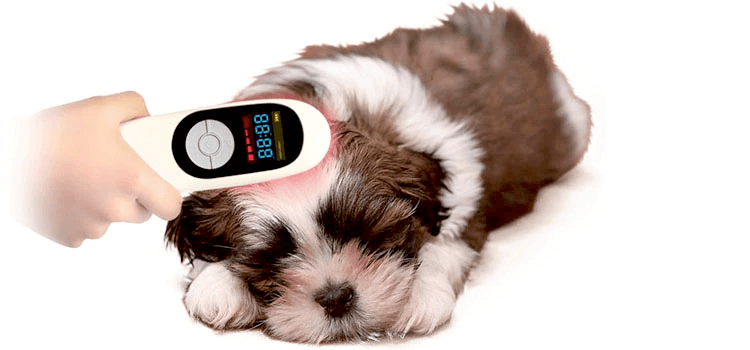 Treating a dog with a cold laser therapy device