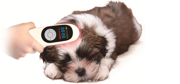 Treating a dog with a cold laser therapy device