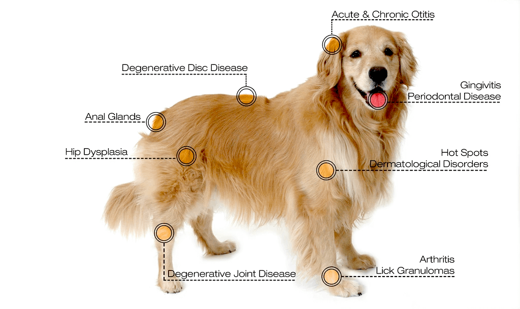 What can be treated with cold laser therapy in pets