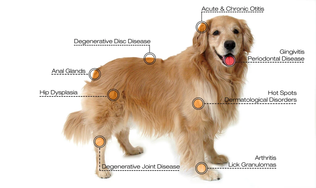 What can be treated with cold laser therapy in pets