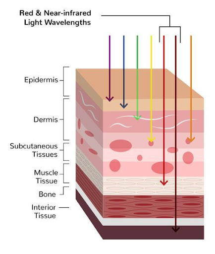 Visualization of the effect of red light on tissues