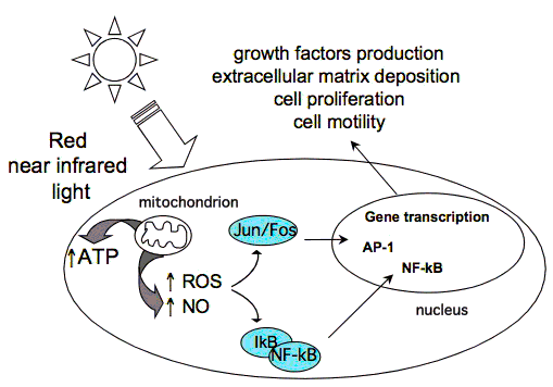 Cellular mechanism of action of the cold laser therapy