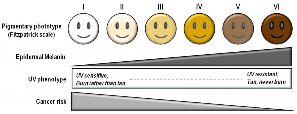 Use Fitzpatrick Scale to determine the limits to tanning
