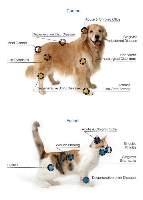 Animal diseases that can be treated with cold laser therapy