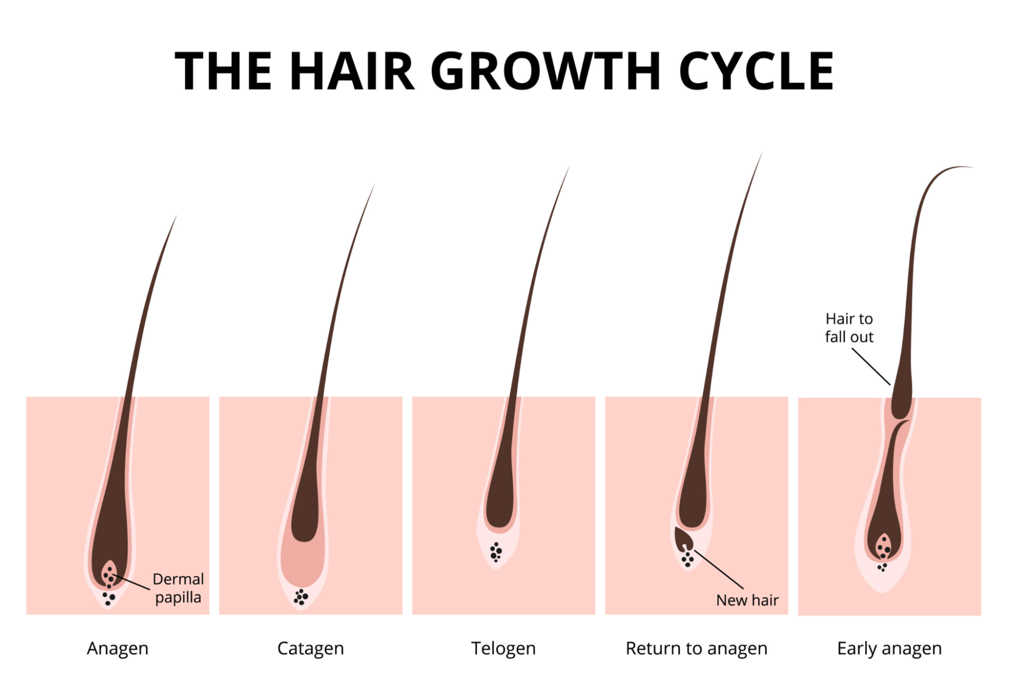 The hair growth cycle. The laser works only for the active growth stage - anagen.