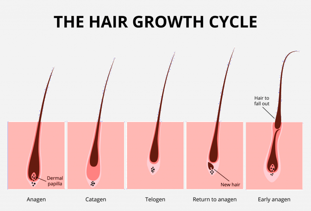 The hair growth cycle. The laser works only for the active growth stage - anagen. 