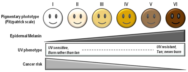 Skin type and risk of sunburn and cancer