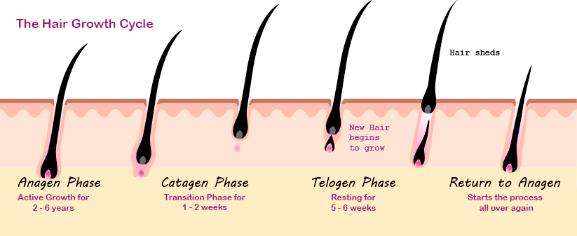 Hair growth process