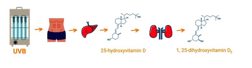 The principle of getting vitamin D into the body using a UVB bulb